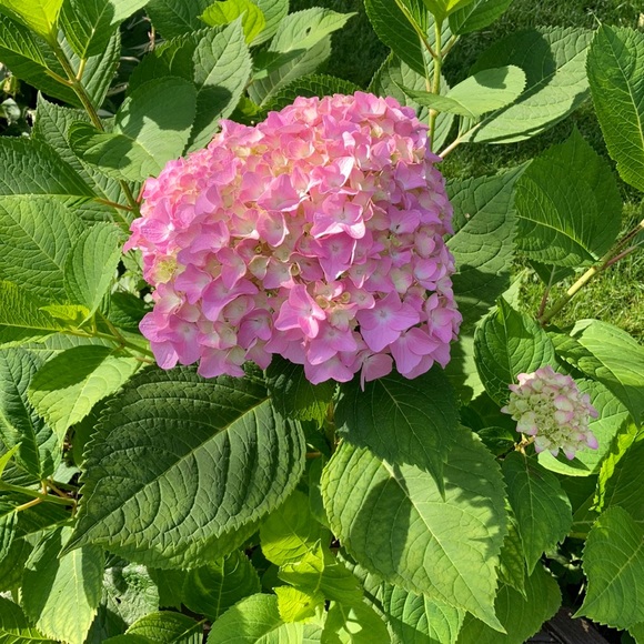 Meet your Posher, Alexis - Picture 1 of 1